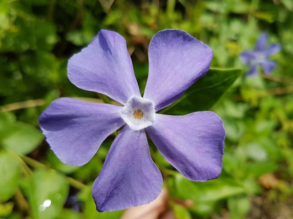 Vinca minor - Kleinblättriges Immergrün
